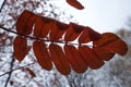 Compound red leaf of rowan against the sky Royalty Free Stock Photo