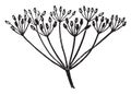 Compound Umbel vintage illustration