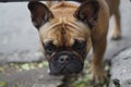 The fascinating world of the French Bulldog