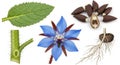 Borage Plant Anatomy: Flower, Leaf, Stem, Seeds, and Root System Royalty Free Stock Photo