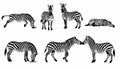 Zebra Vector Illustrations Set with Various Poses Royalty Free Stock Photo