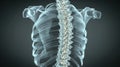 Comprehensive illustration of spine highlighting spinal structure and vertebral anatomy Royalty Free Stock Photo
