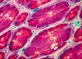 A Comprehensive Microscopic Panorama of Healthy Human Cardiac Muscle Unveiling the Structure and Function of the Hearts Royalty Free Stock Photo