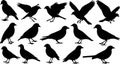Collection of Bird Silhouettes in Various Poses Royalty Free Stock Photo
