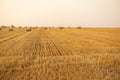Compressed rye. Yellow straw lies on the field. Grain harvest Royalty Free Stock Photo