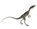 Compsognathus dinosaur walking - 3D render Royalty Free Stock Photo