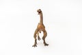 Compsognathus Dinosaur on white background Royalty Free Stock Photo