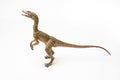 Compsognathus Dinosaur on white background Royalty Free Stock Photo