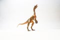 Compsognathus Dinosaur on white background Royalty Free Stock Photo