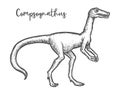 Compsognathus longipes dinosaur sketch. Dino vector illustration