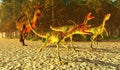 Compsognathus runs from Cryolophosaurus Royalty Free Stock Photo