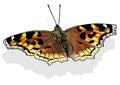 Compton Tortoiseshell Butterfly