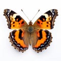 Compton Tortoiseshell Butterfly: Orderly Symmetry On White Background