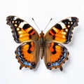 Compton Tortoiseshell Butterfly: A Stunning Aerial View On White Background