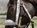 Compulsion going to the paddock