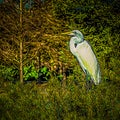 Abstract Portrait of a Great Egret in the Forest Royalty Free Stock Photo