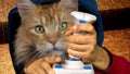 Computer cat with joysitck Royalty Free Stock Photo