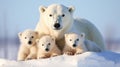 Polar bear with her baby. Melting iceberg and global warming Royalty Free Stock Photo