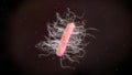 3d illustration of a Clostridium Difficile Bacteria