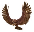 Golden eagle isolated on white background Royalty Free Stock Photo