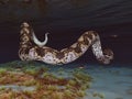 Prehistoric giant snake Titanoboa underwater