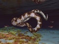Prehistoric giant snake Titanoboa underwater