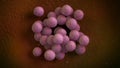 3D illustration of a Staphylococcus Aureus Bacteria Royalty Free Stock Photo