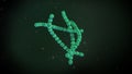 3D illustration of a Streptococcus Pyogenes Bacteria