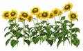 Sunflowers isolated on white background