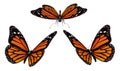 Three butterflies