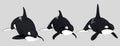 Three killer whales Royalty Free Stock Photo