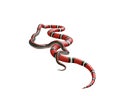 3D Illustration of a California King Snake Swallowing a Black Snake