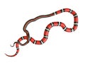 3D Illustration of a California King Snake Swallowing a Black Snake