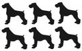 Large sized dogs silhouette against a white backdrop Royalty Free Stock Photo