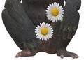 A closeup illustration on the lower torso of a primate monkey holding two daisy flowers in its hands Royalty Free Stock Photo