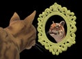 A pet domestic cat looking into a mirror and sees itself as a proud tiger Royalty Free Stock Photo