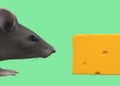 A rat mouse sniff a cheese against a light green backdrop Royalty Free Stock Photo