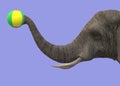 Side view of an elephant picking up a colourful beach ball with its trunk