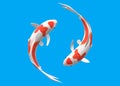 Top down view of a pair of white Koi Carp fishes with red patches swimming circling around each other Royalty Free Stock Photo