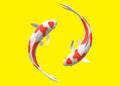 Top down view of a pair of white Koi Carp fishes with red patches swimming circling around each other Royalty Free Stock Photo