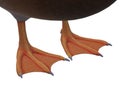 A computer generated illustration image of the webbed feet of a black duck Royalty Free Stock Photo