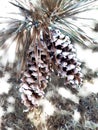 Two pinecones with sap illustration, pastel