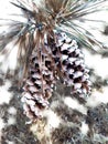Two pinecones with sap illustration, pastel Royalty Free Stock Photo
