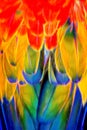 Psychedelic Scarlet Macaw Feathers Background