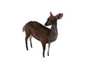 3d illustration of a deer. Royalty Free Stock Photo