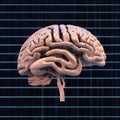 A computer-generated representation of a human brain. Royalty Free Stock Photo