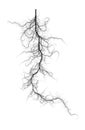 Computer Generated Self-Similar L-system Branching Root Fractal - Generative Art