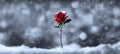 A computer generated single red rose stem growing up through snow against a blurred winter background Royalty Free Stock Photo