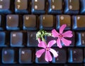 Computer keyboard with pink spring flower Royalty Free Stock Photo