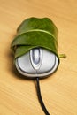 Computer mouse wrapped in a leaf Royalty Free Stock Photo